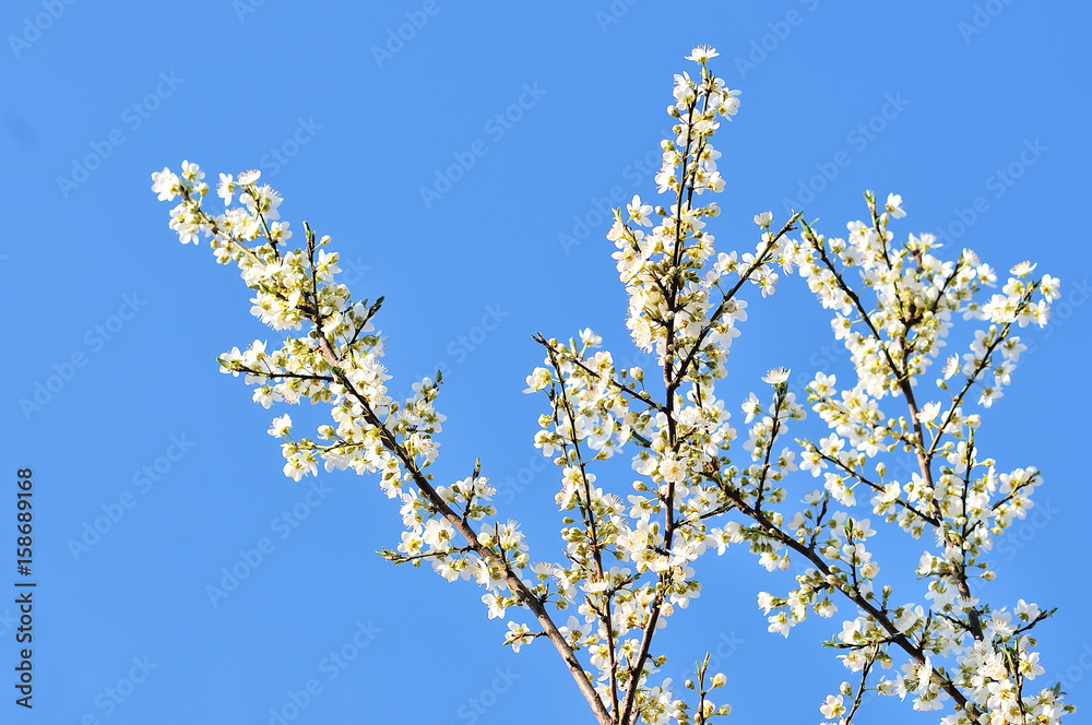 Cherry blossom in spring