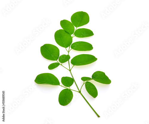 branch of green moringa leaves,Tropical herbs isolated on white background