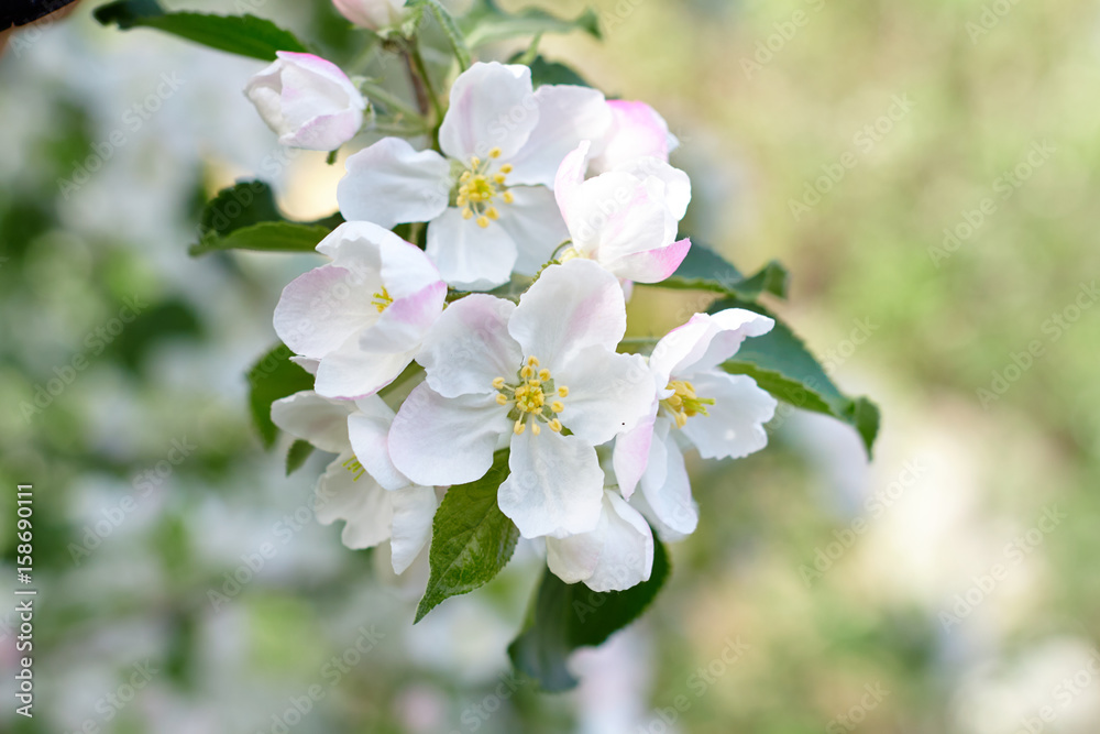 Apple blossoms close-up