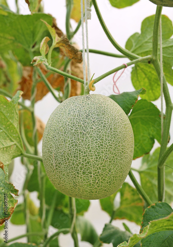 japanese green cantaloup melon.