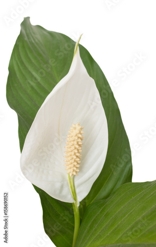 White flower with long pestle