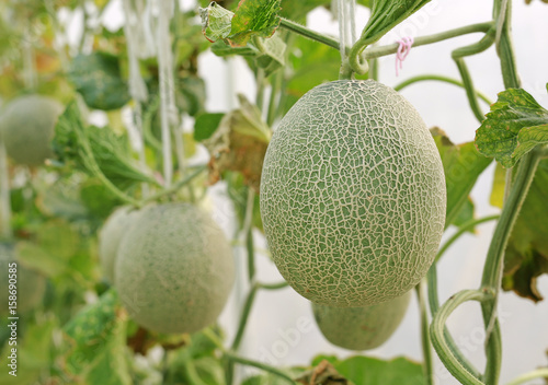 Cantaloupe melon in greenhouse farm.