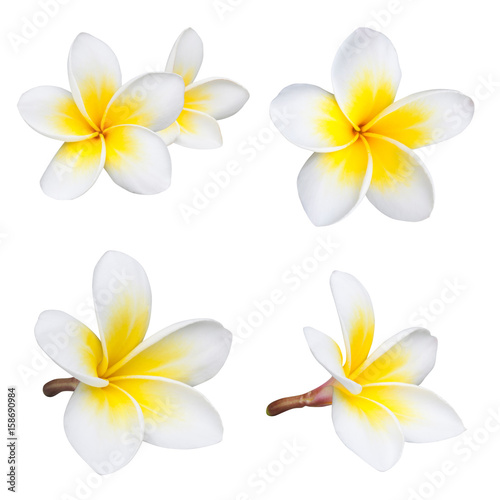 Frangipani or plumeria flower isolated on white background