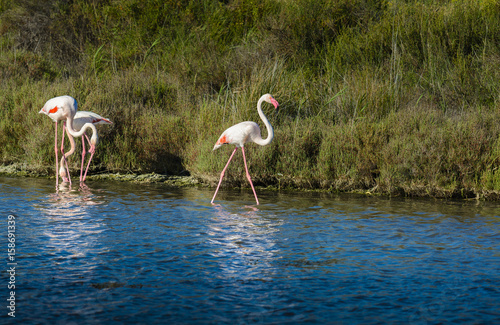 Rose flamingo in swamp during a sunny day