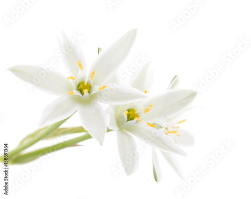 Flowers snowdrops on a white background