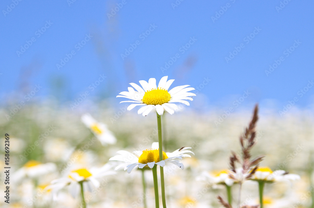 Field chamomile. Summer flowers Field chamomile. Summer flowers