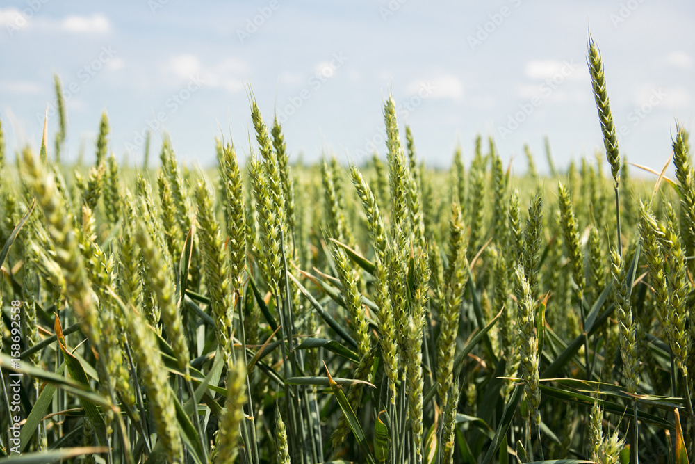 Fields of wheat