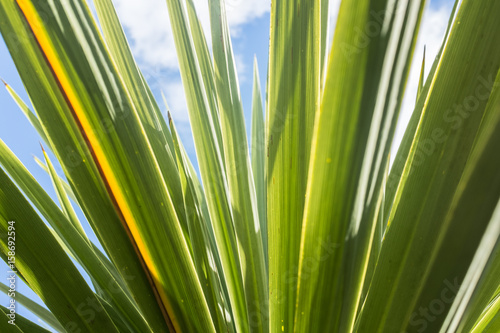 Cordyline Green