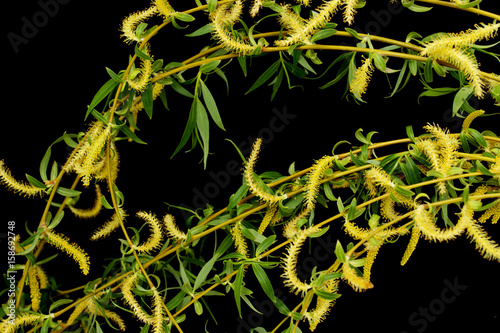 Branches of a flowering willow on a black background