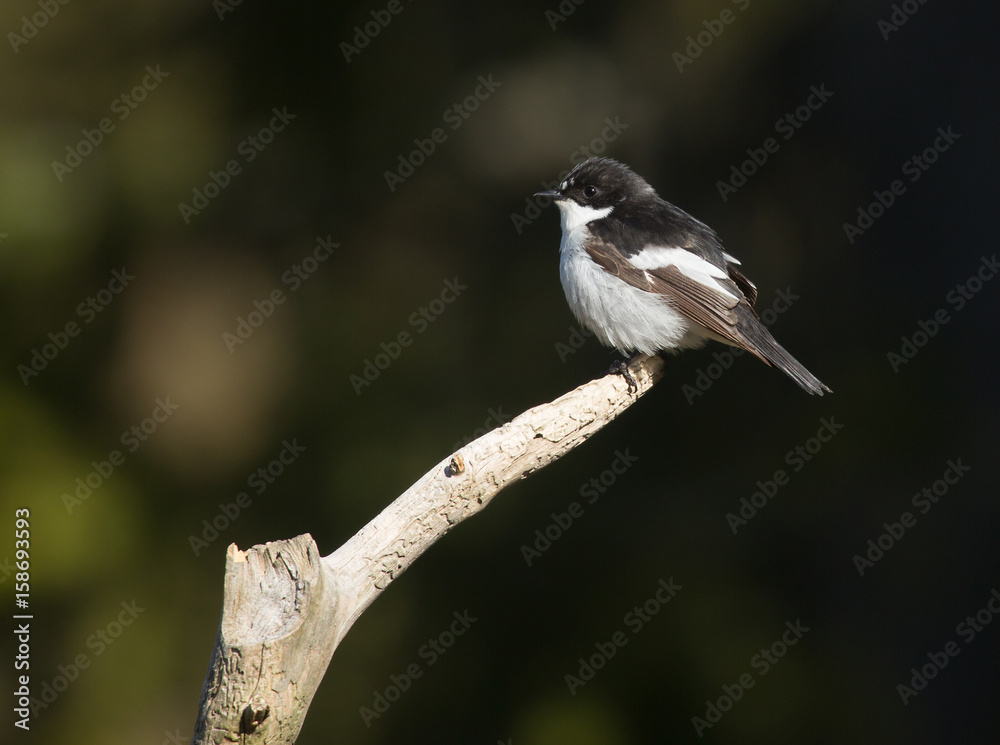 Fototapeta premium European pied flycatcher