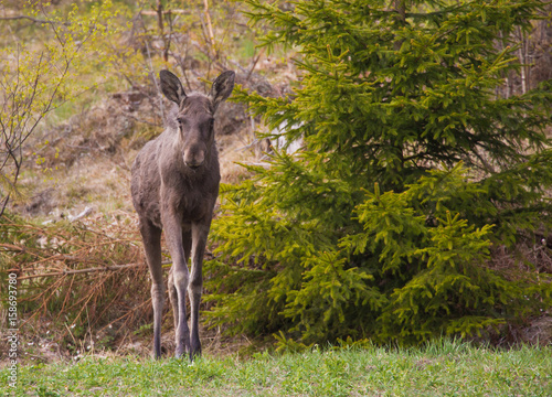 Moose calf in the woods on a spring day.