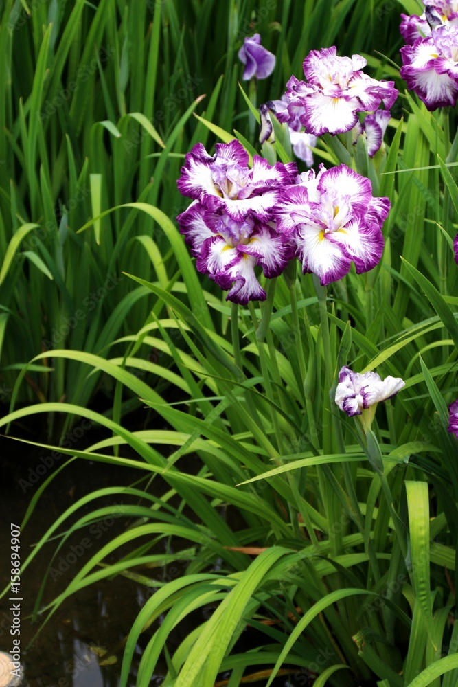 Obraz premium 花菖蒲
