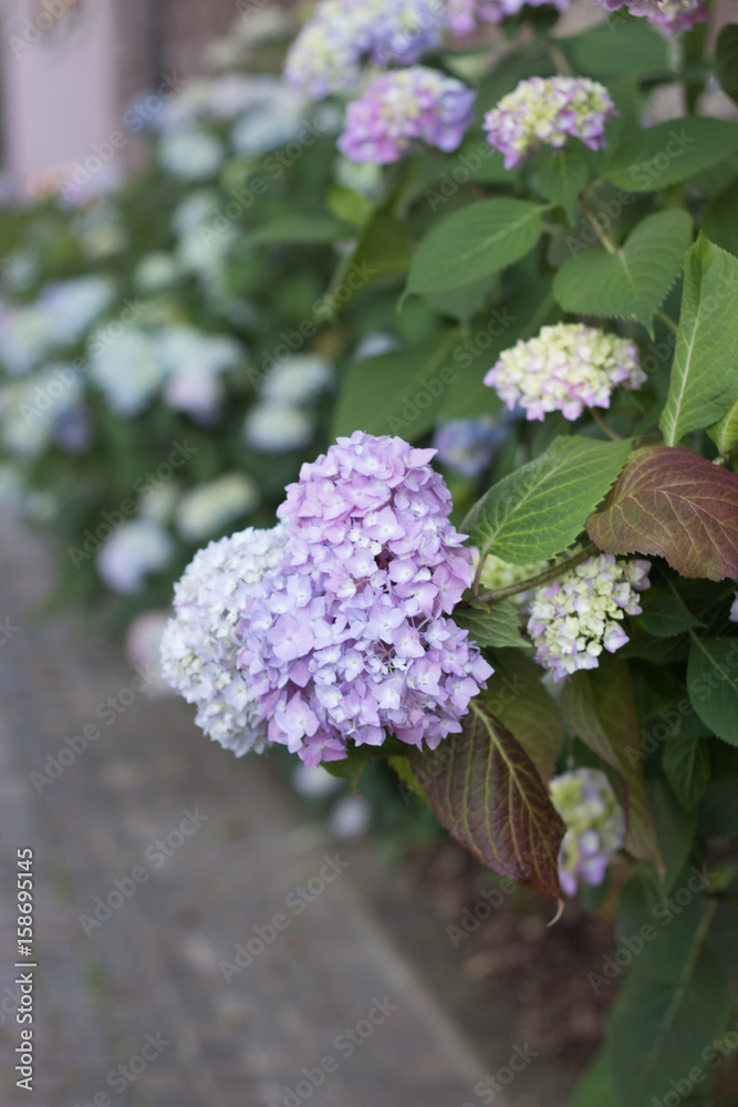 Beautiful multicolored hydrangeas on a city street. Spring. Beautiful multicolored hydrangeas on a city street. Spring.