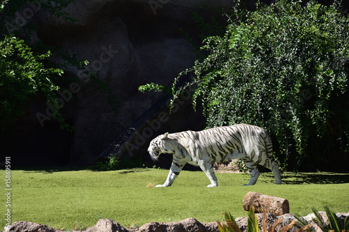 Fototapeta Naklejka Na Ścianę i Meble -  Weisser Tiger im Zoo