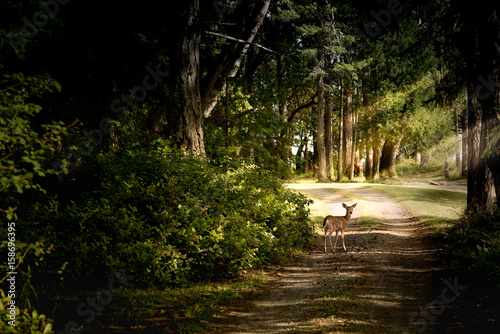 Deer in the forest