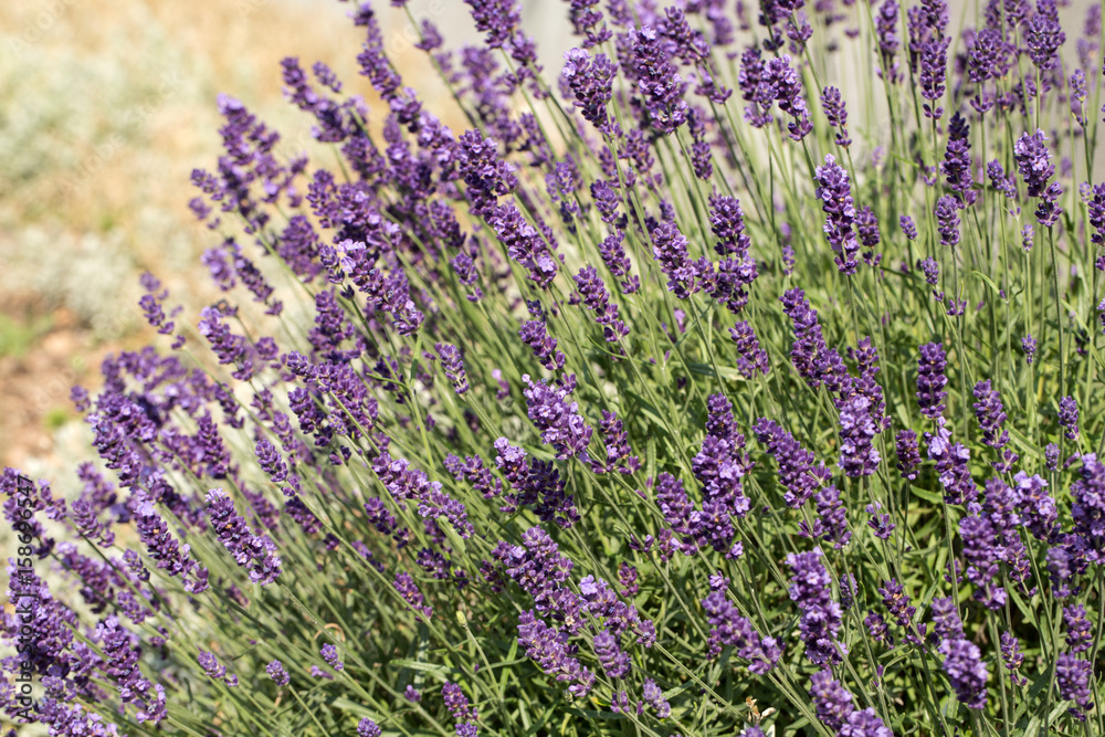 Fototapeta premium Garden with the flourishing lavender
