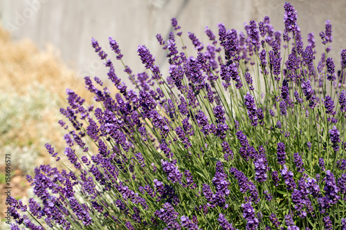 Garden with the flourishing lavender