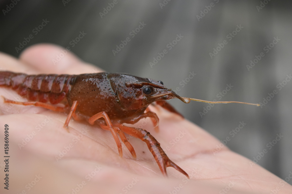 アメリカザリガニ アメリカザリガニ