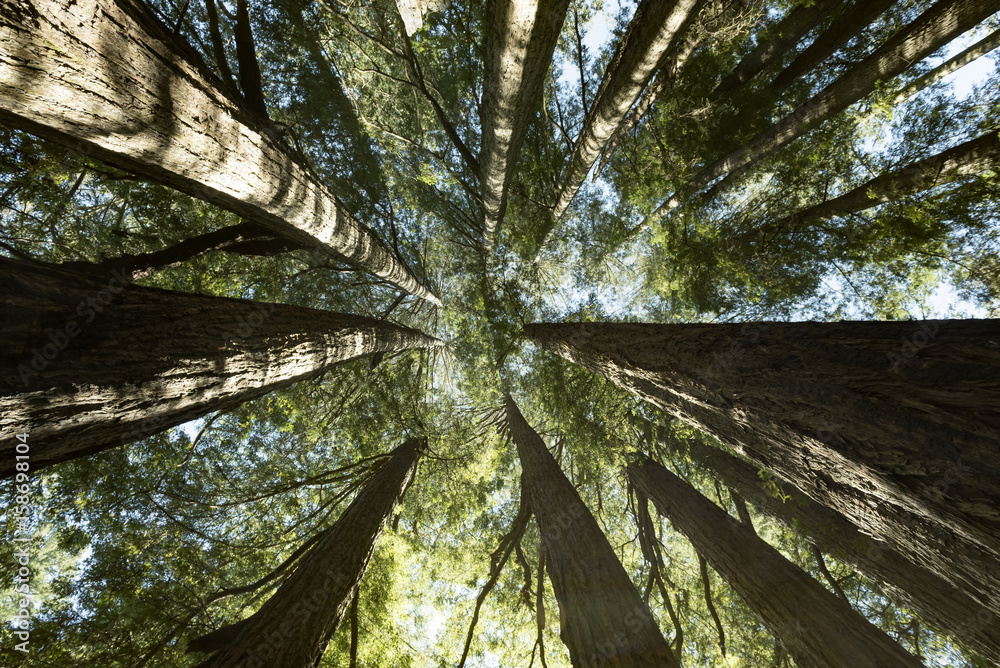 back view of sequoia trees 