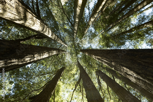 Fototapeta Naklejka Na Ścianę i Meble -  back view of sequoia trees 
