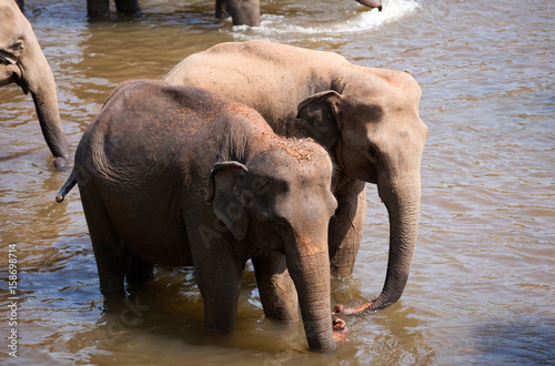 Photography Indian elephants bathing in the river.