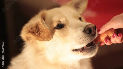 The dog carefully taking food (carrots) from the hand
