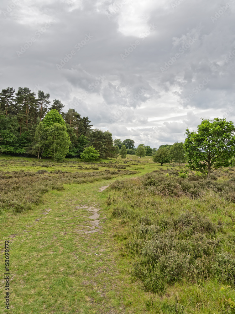 A  footpath wanders across tree lined moorland under a grey, overcast sky.
