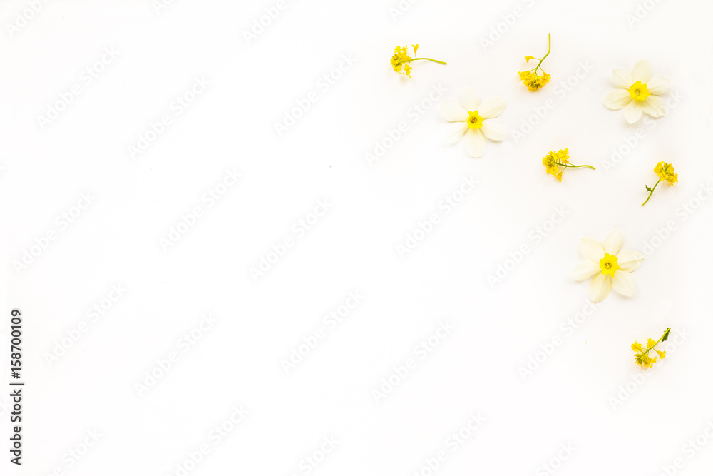 Spring flowers. Composition with yellow and white iris flowers on white background. Top view, flat lay