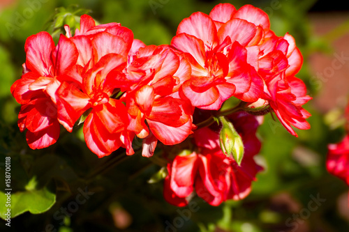 Fototapeta Naklejka Na Ścianę i Meble -  Pelargonie 