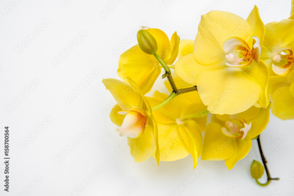 Fototapeta premium Branch yellow Orchid lying on white glass 