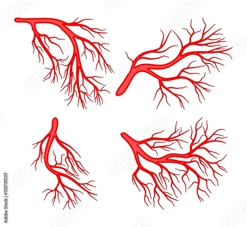 human vein set vector symbol icon design.