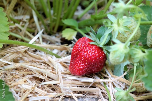 Strawberry plant wiht a ripe red strawberry, on straw, textspace photo