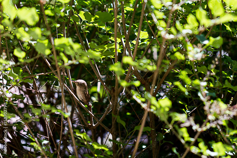 A Mother Bird Hunting Insects Close to the Birdhouse Full of Babies