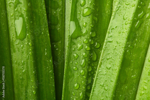 Pandan Leaves background  with water drop
