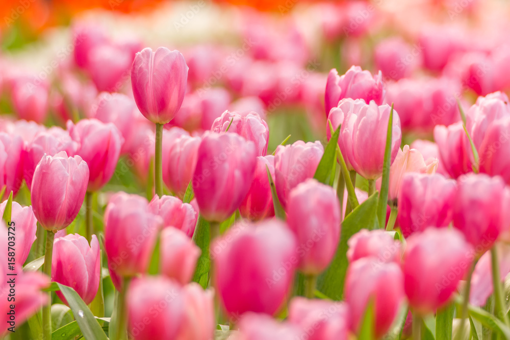 Beautiful bouquet of pink tulips flower field Beautiful bouquet of pink tulips flower field