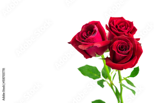 isolated three red rose on white background