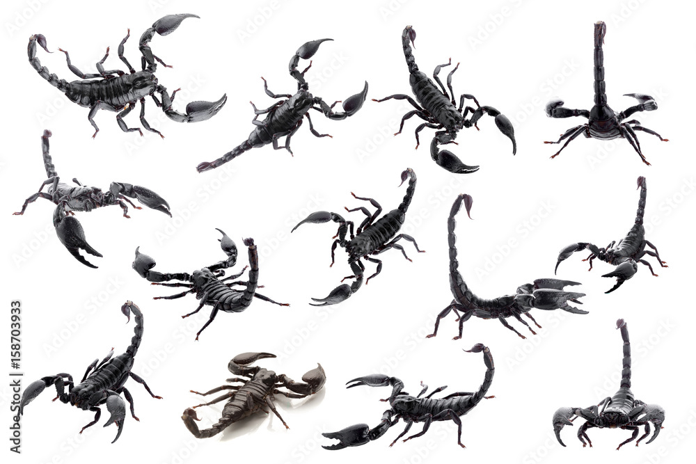Black scorpions isolated on a white background Black scorpions isolated on a white background