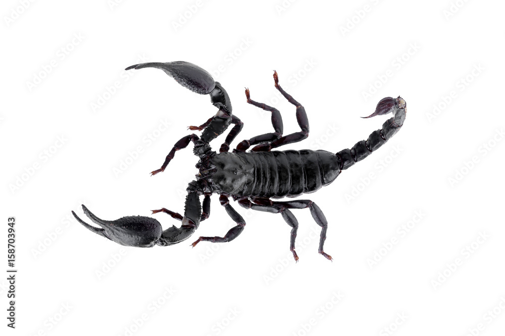Black scorpions isolated on a white background Black scorpions isolated on a white background