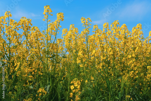 Yellow rapeseed flowers on field.