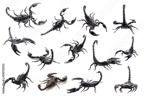 Black scorpions isolated on a white background © kaiskynet