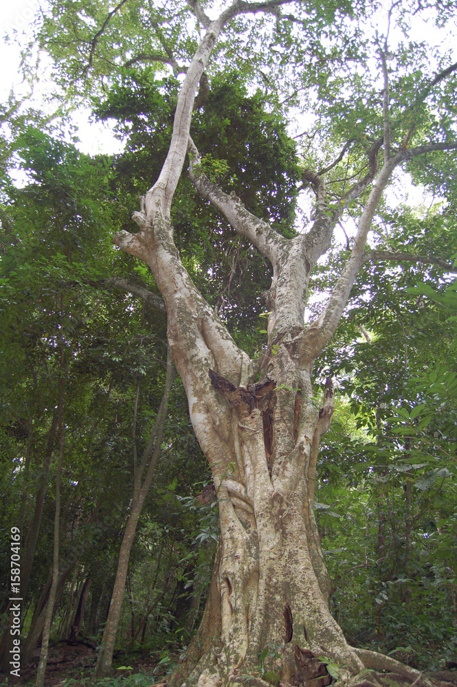 Fototapeta premium ARBOLES