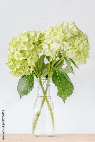 Fototapeta Naklejka Na Ścianę i Meble -  Beautiful green hydrangea flowers decorated in vase place on wooden table with white background.