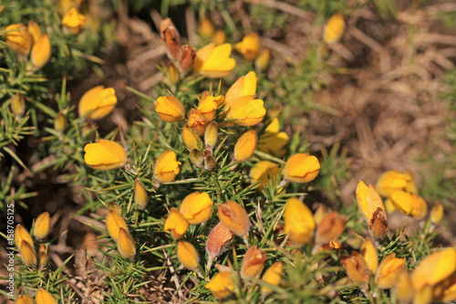 Gorse bush photo