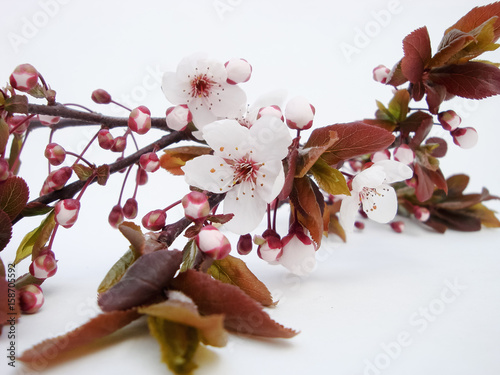 Blooming wild plum. Sprig on a white background.