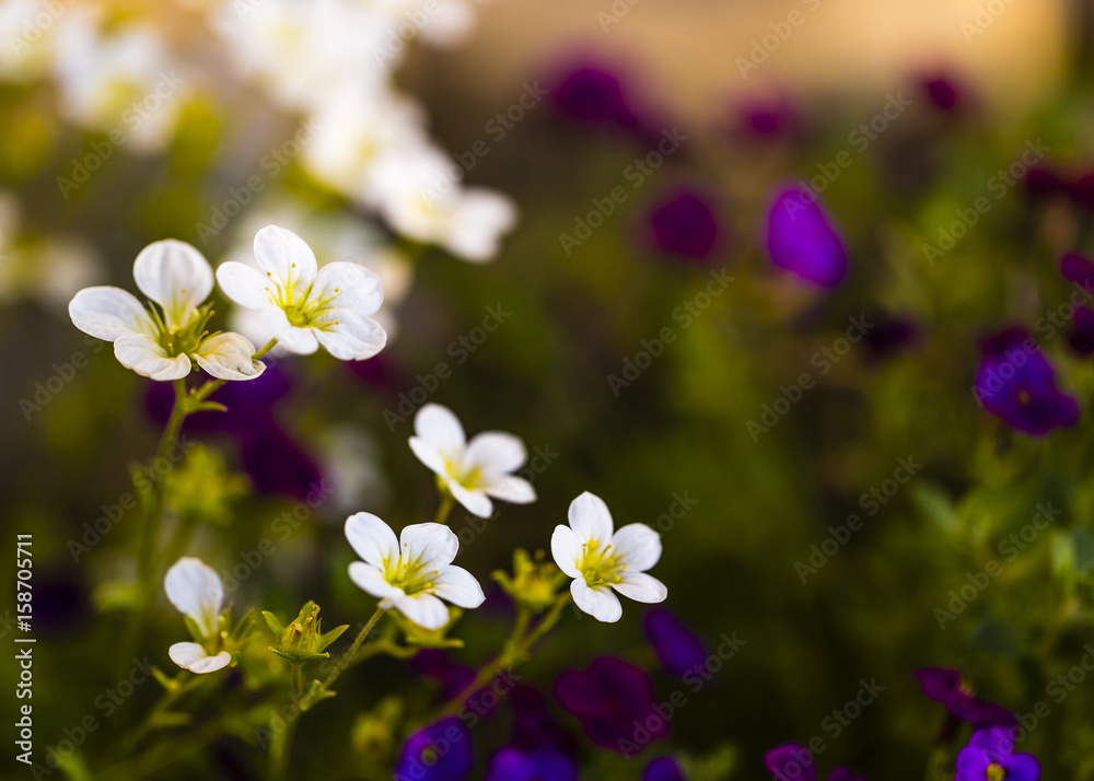Rock flowers in the garden. Rock flowers in the garden.