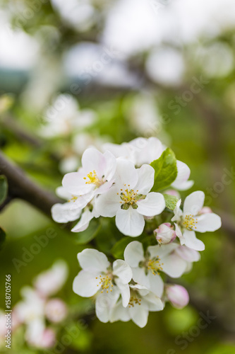 Flowering fruit tree. Apple blossom in the orchard. 
