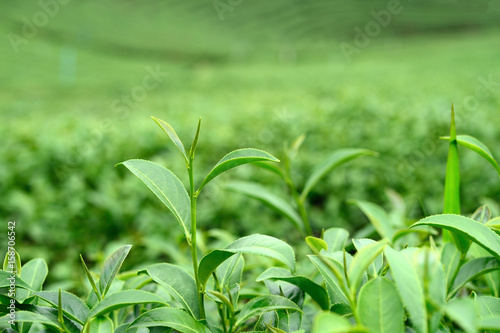 Garden green tea tree and fresh leaves