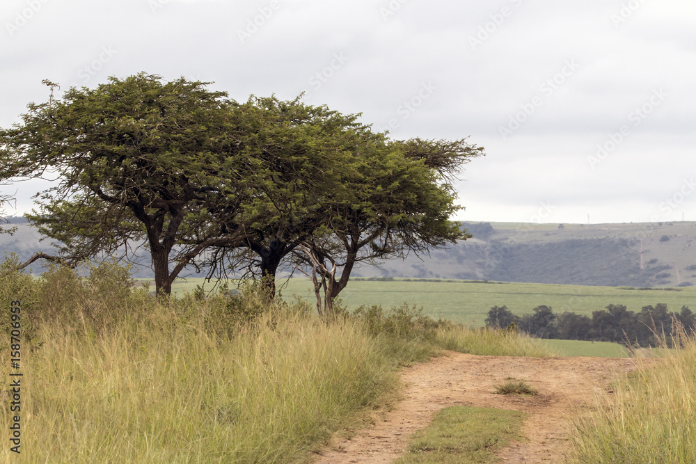 Dirt Road Running Through Natural Trees and Grassland