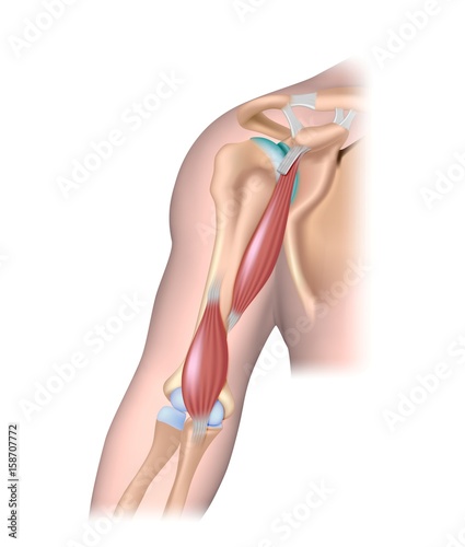 Deep muscle of the arm. photo