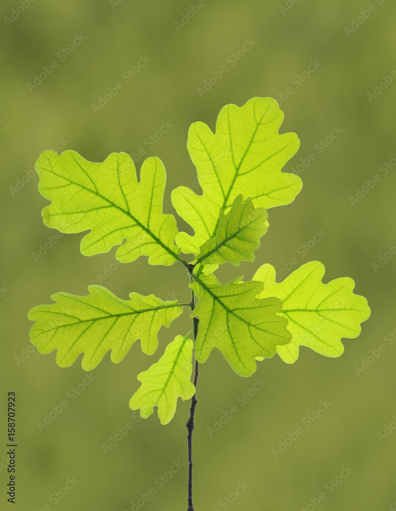 Naklejka premium Eichenblätter an einem Zweig